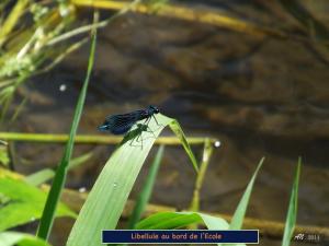 Libellule bleue